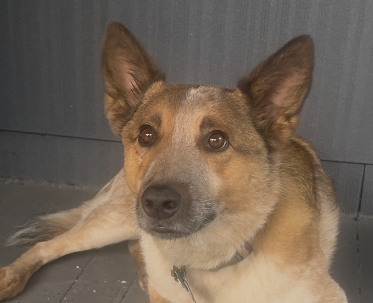 Quin, therapy dog